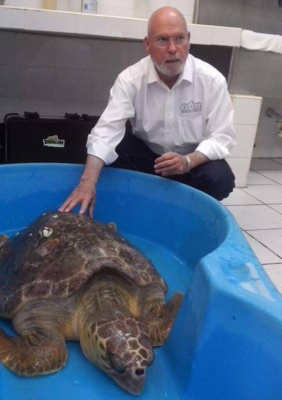Personal de Profepa rescató una tortuga marina varada en la playa de Matamoros. 