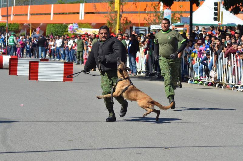 UNO DE LOS perros de la Sedena mostrando su fiereza.