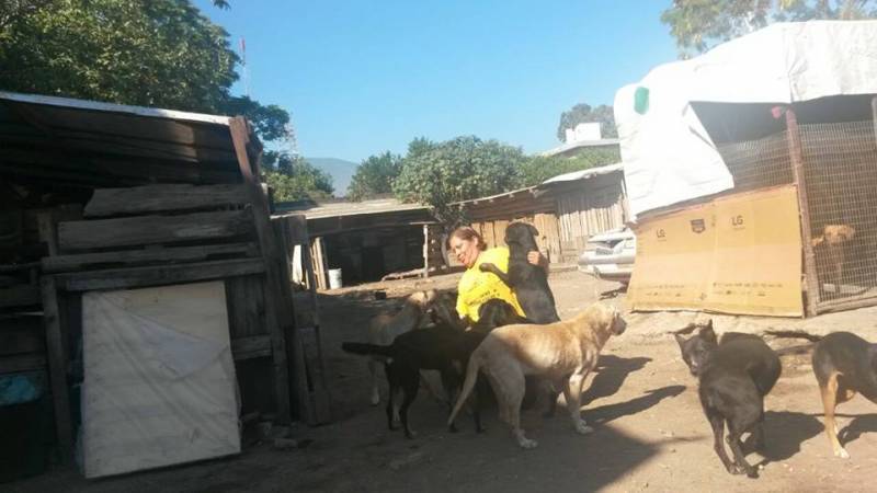 DESDE HACE tres años la Fundación Animalista del Sol, se ha dedicado a rescatar perros del Centro Antirrábico.