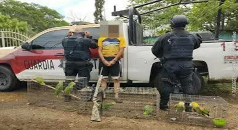 Aseguran siete aves protegidas en Soto la Marina, hay un detenido