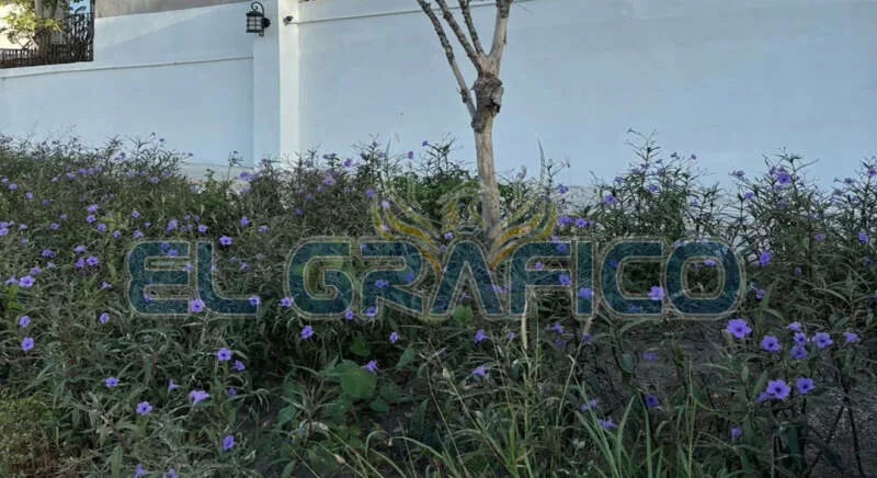 Vecinos demandan limpieza en Boulevard “Insurgentes”
