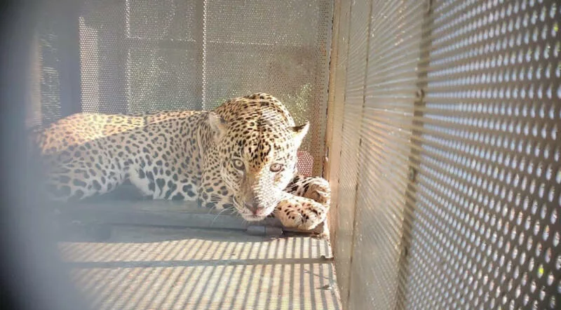 Rescata y libera Comisión de Parques ejemplar de jaguar