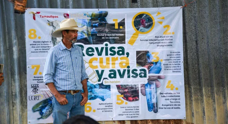 Productores tamaulipecos se suman a la prevención del gusano barrenador