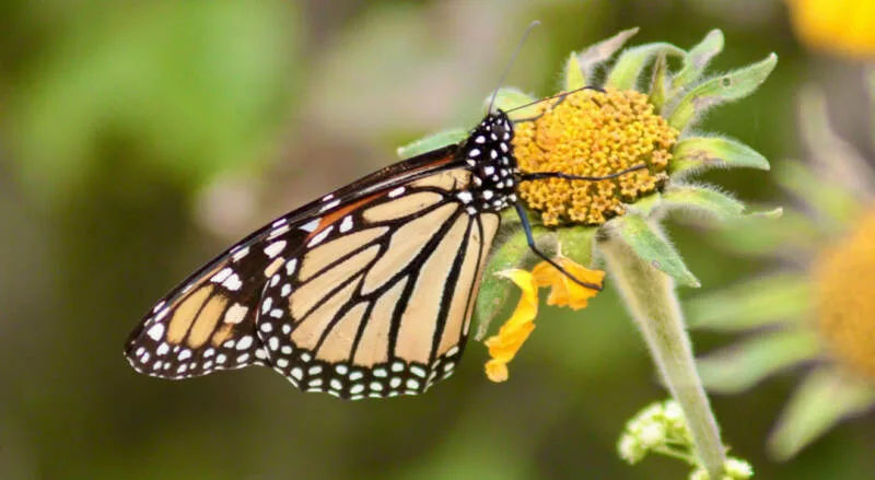 Facilita Tamaulipas migración de la mariposa monarca: CPBT