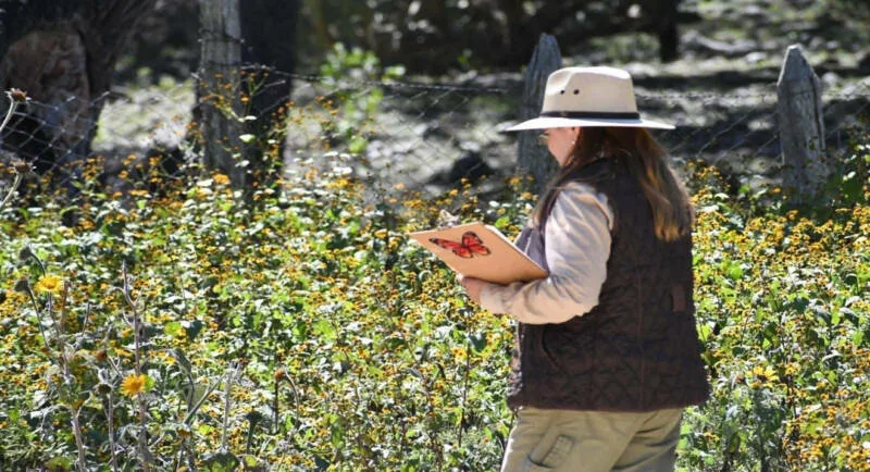 Impulsa Tamaulipas polinización en ruta de la mariposa monarca