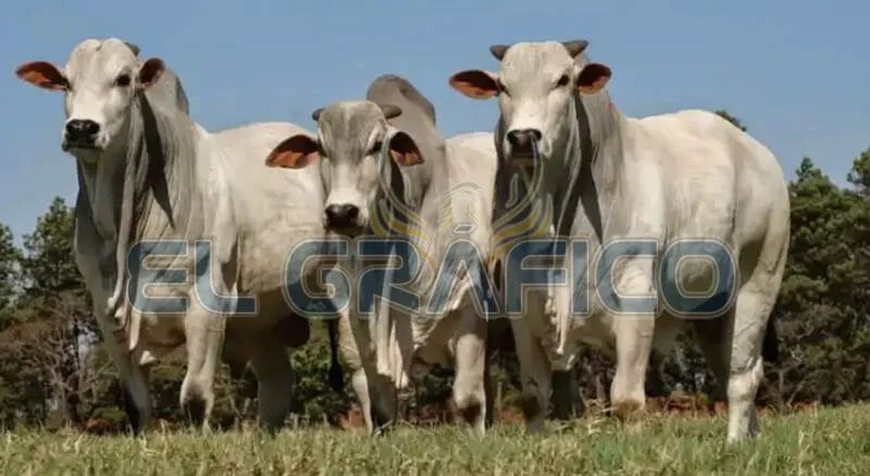 USDA mantiene cerrada la frontera al ganado mexicano por casos de gusano barrenador: exportación sigue en pausa