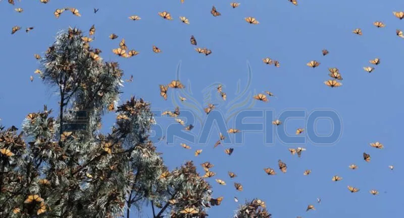 Reportan llegada de la Mariposa Monarca a santuarios de Tamaulipas