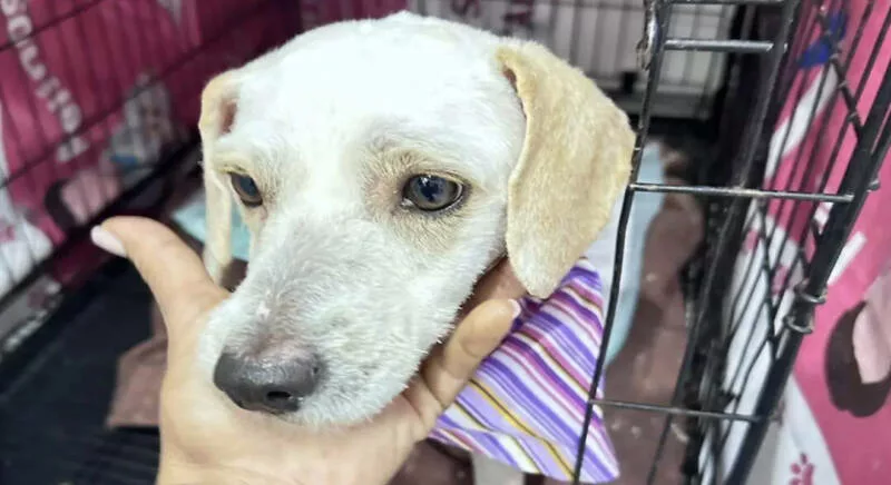 Santuario canino celebra 11 años con bingo, premios y amor