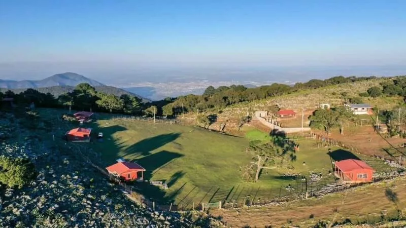 Es Pino Solo en Ciudad Victoria, un tesoro natural de Tamaulipas