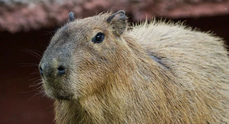 Llega una adorable pareja de capibaras al Zoológico Tamatán