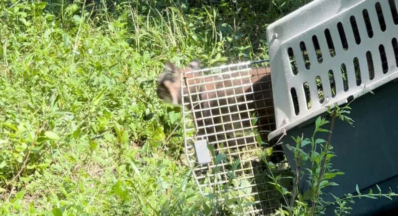 Devuelve Comisión de Parques fauna silvestre a la naturaleza