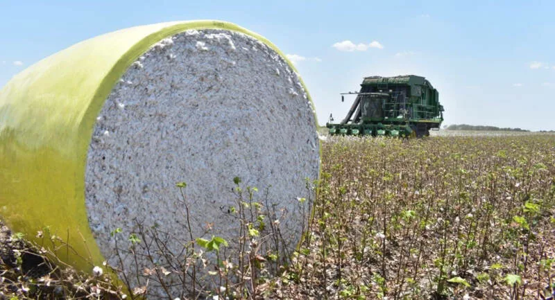 Participa Tamaulipas en reunión binacional para fortalecer la sanidad del algodón