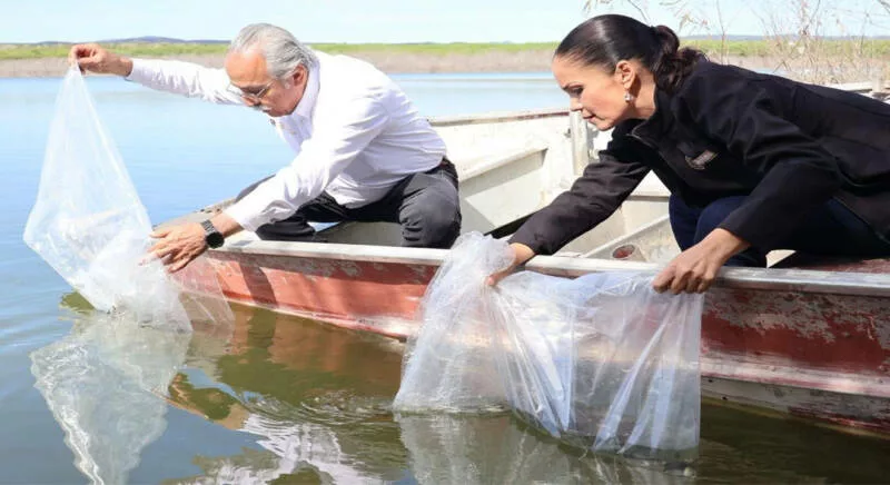 Promueven repoblamiento pesquero en Tamaulipas con la liberación de 8 mil alevines