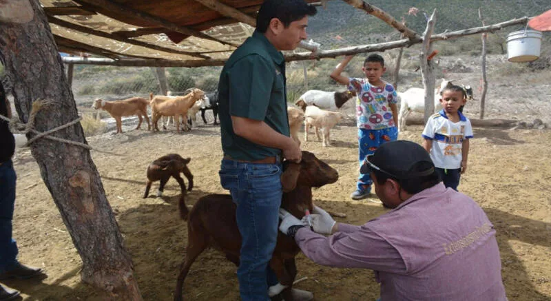 Protegen la producción caprina con barrido sanitario en el altiplano tamaulipeco