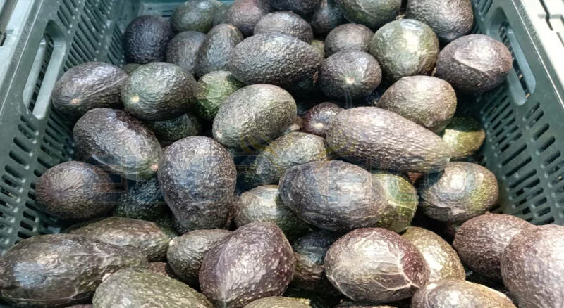 Aguacate baja de precio