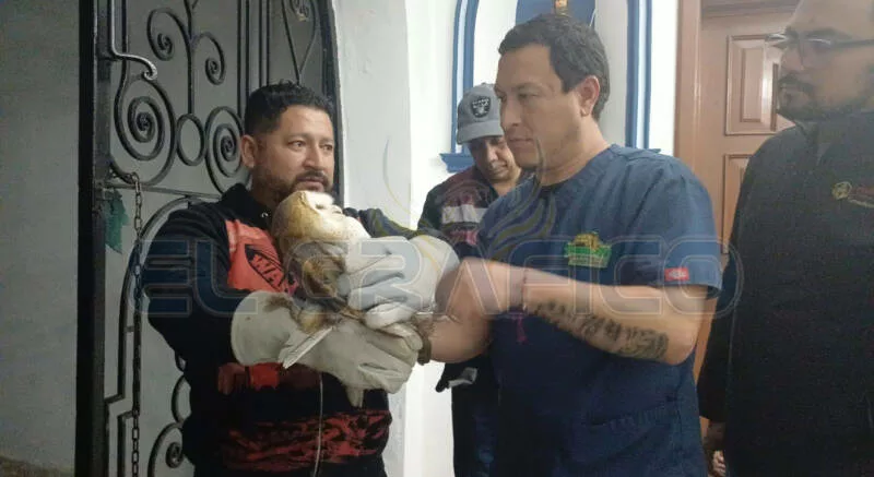 Lechuza moviliza personal del zoológico