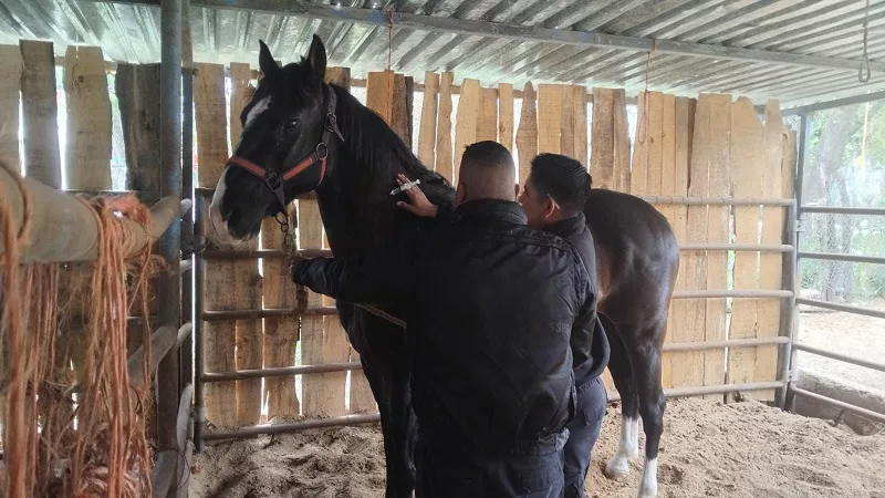 Implementa Guardia Estatal campaña permanente contra gusano barrenador en animales policiales