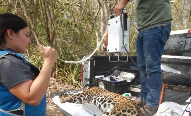 Rescata y libera Comisión de Parques y Biodiversidad a jaguar en Llera