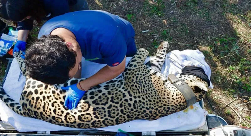 Aseguran ejemplar de Jaguar en Gómez Farías