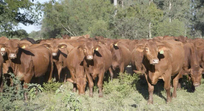 Refuerzan campaña contra la rabia paralítica bovina en Tamaulipas