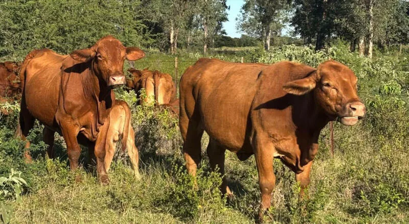Refuerza Tamaulipas blindaje sanitario para proteger al sector ganadero