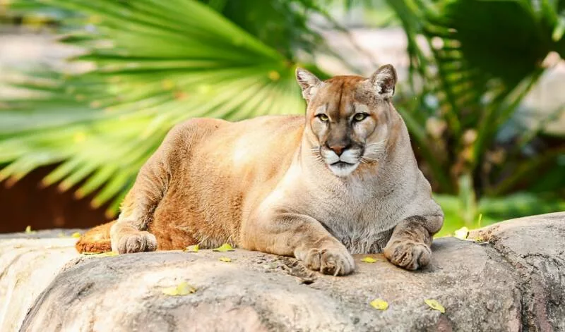 Buscan renovar experiencia del Zoológico Tamatán con nuevas especies