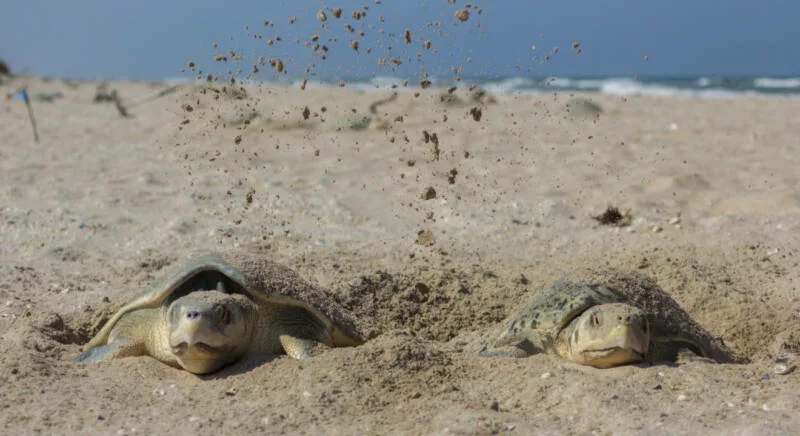 Registra Tamaulipas primera anidación de tortuga lora de la temporada 2026