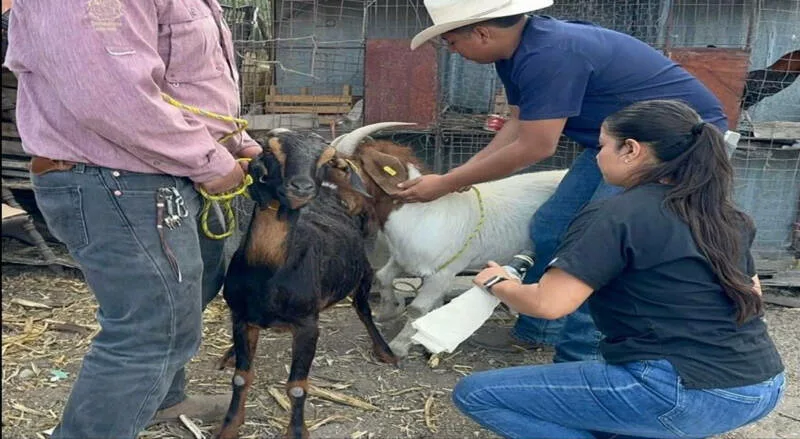 Impulsan eficiencia reproductiva del ganado caprino en Miquihuana