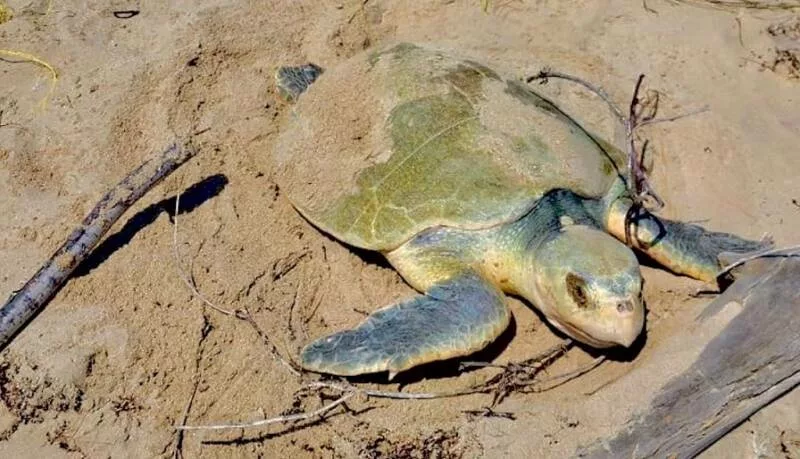 Intensifica Tamaulipas monitoreo y resguardo de nidos de tortuga lora