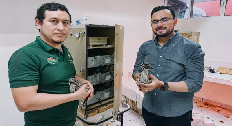 Nacen ejemplares de emú en el Zoológico Tamatán