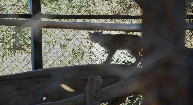 ¡Vuelven a la vida silvestre! Tamaulipas libera especies tras rehabilitación especializada