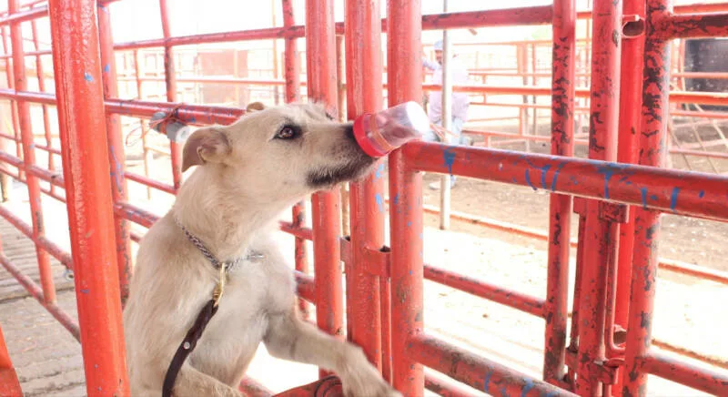 Avanza Tamaulipas en control del gusano barrenador con apoyo de binomios caninos