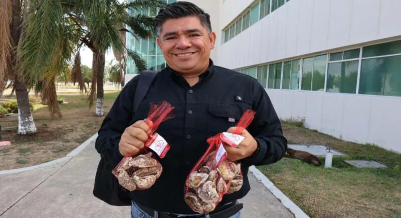 Productores tamaulipecos logran vender al 100% primera cosecha de ostión