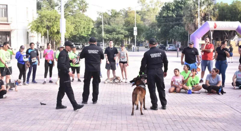 Con más de tres mil acciones operativas y de proximidad, el Agrupamiento Canino de la Guardia Estatal fortalece la prevención y combate al delito en Tamaulipas