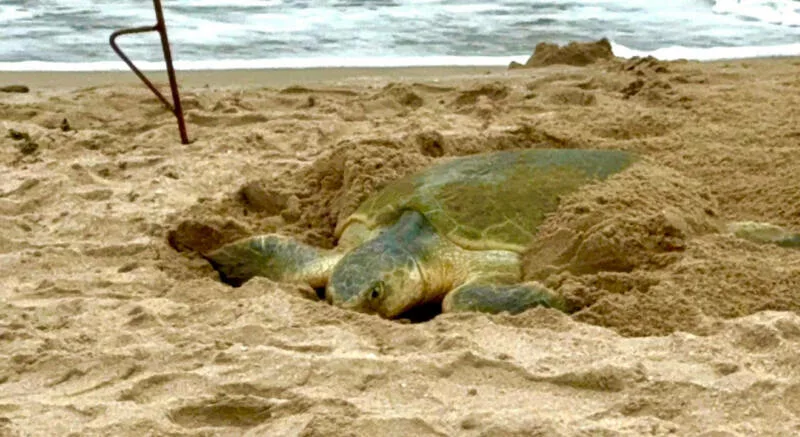 Registra Tamaulipas más de 207 mil huevos de tortuga lora en temporada 2026