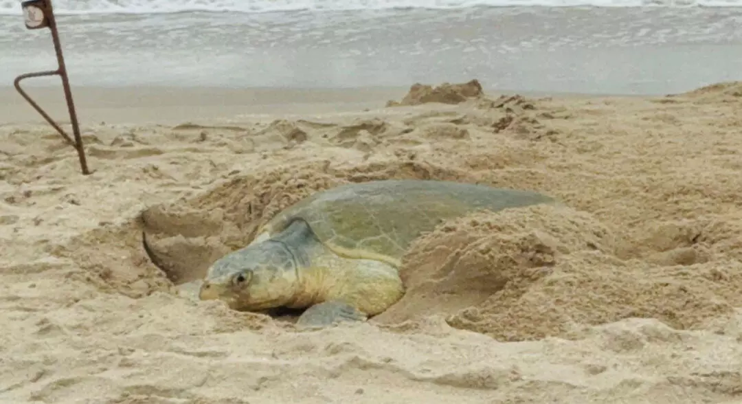 Supera Tamaulipas los 222 mil huevos de tortuga lora protegidos