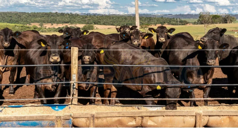 Carga Tamaulipas con el lastre del gusano barrenador